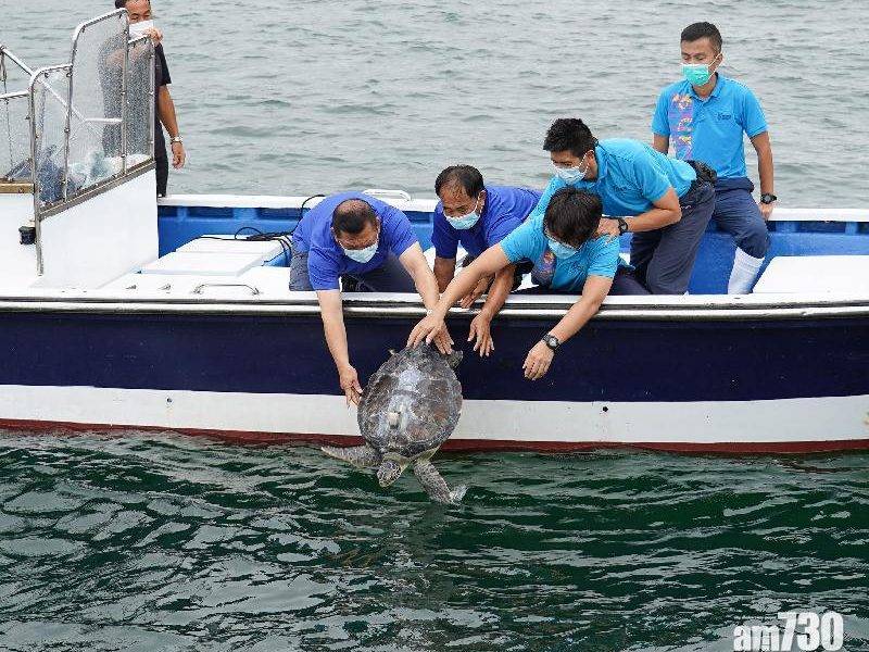  漁護署放生綠海龜　半年前嶼南水域獲救
