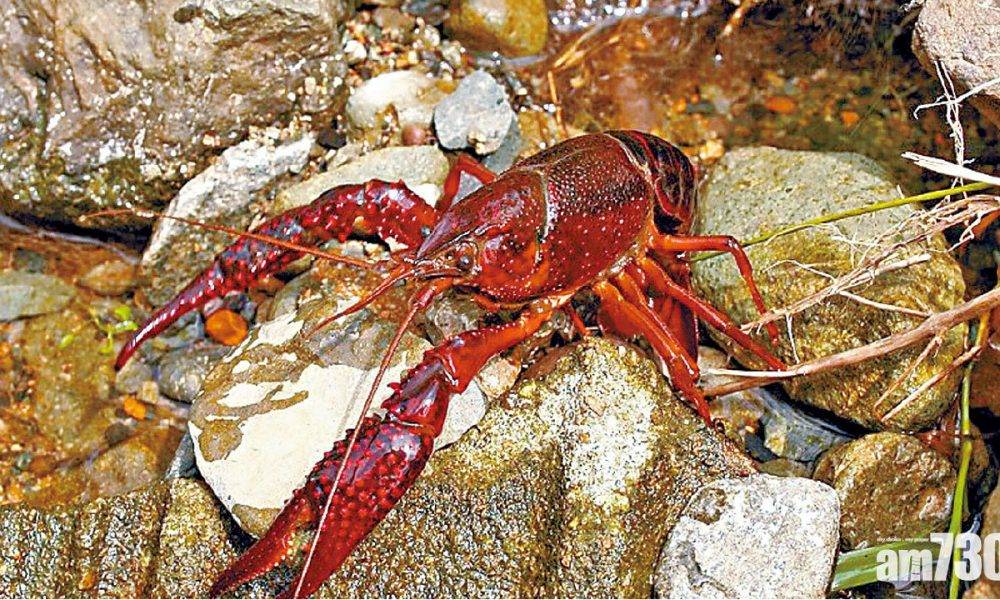  破壞生態 列特定外來生物 日本擬禁小龍蝦進口