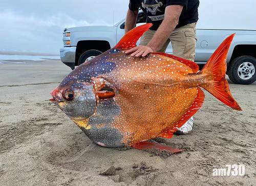  氣候變化｜100磅巨型眼眶魚現俄勒岡海灘 專家：或與氣候變化有關