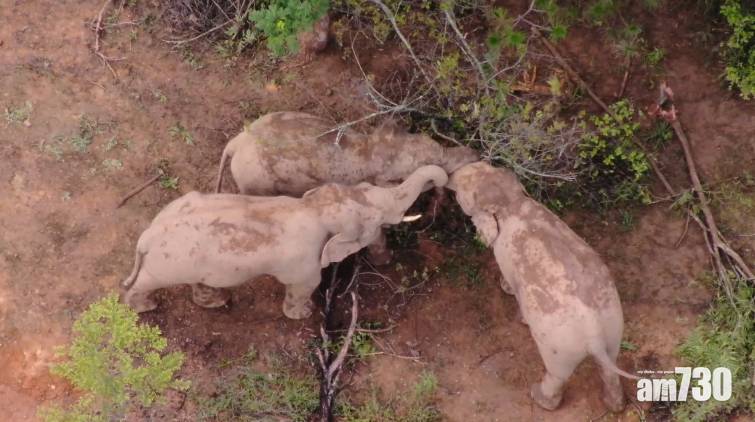  大象旅行團｜叛逆期公象離群32天 被「遣返」棲息地
