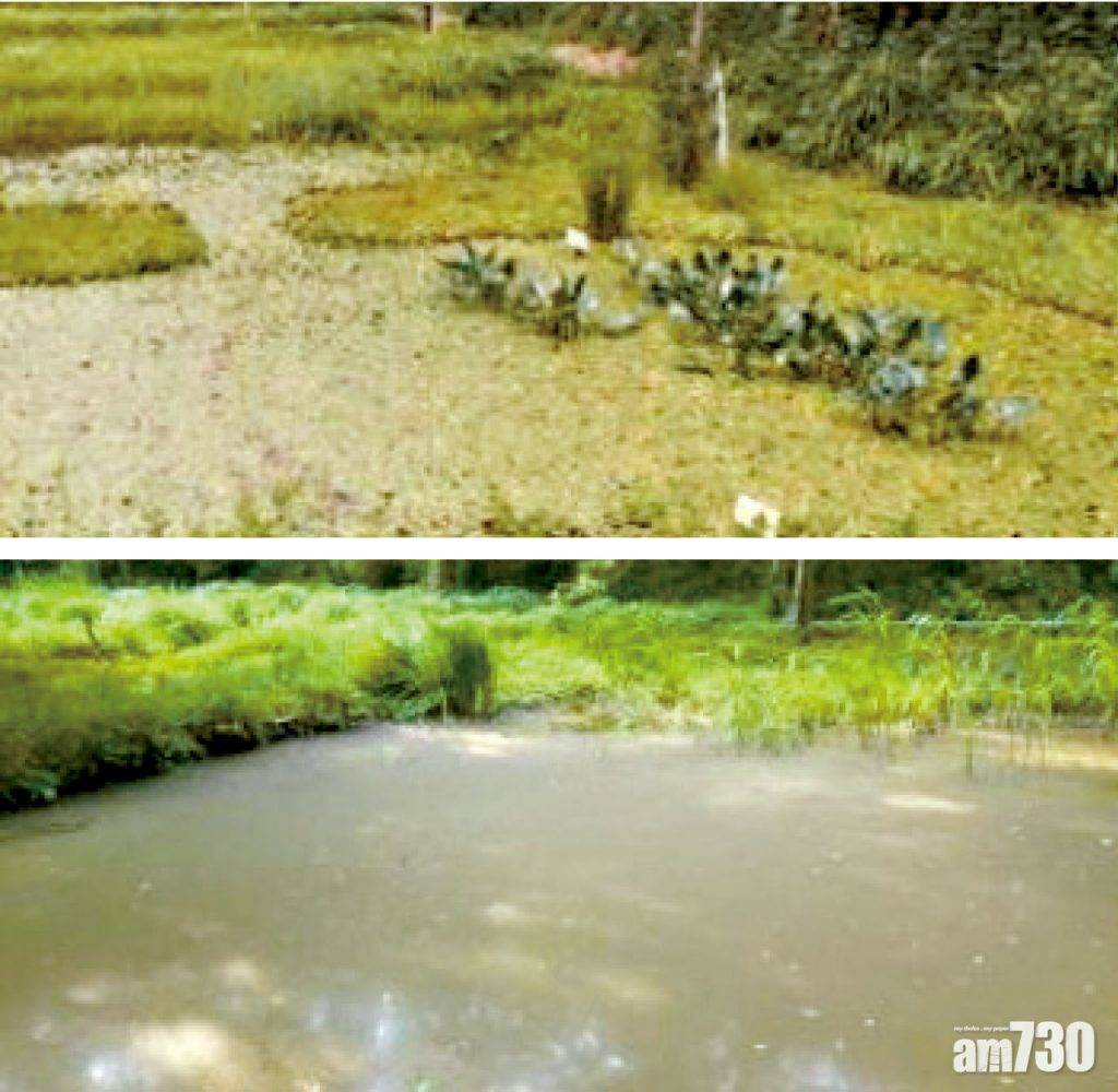  破壞生態 列特定外來生物 日本擬禁小龍蝦進口