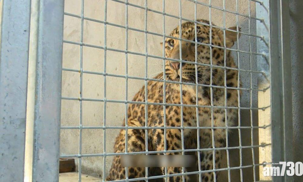  金錢豹逃脫3個月未尋回 杭州擬為動物園猛獸加定位晶片