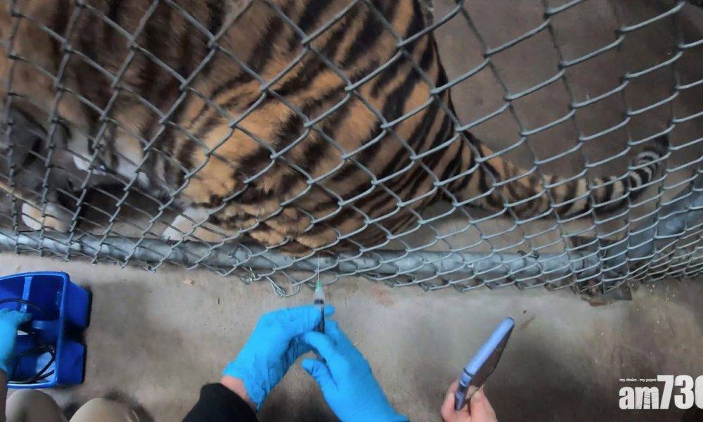  新冠疫苗｜加州奧克蘭動物園「住客」排隊打針