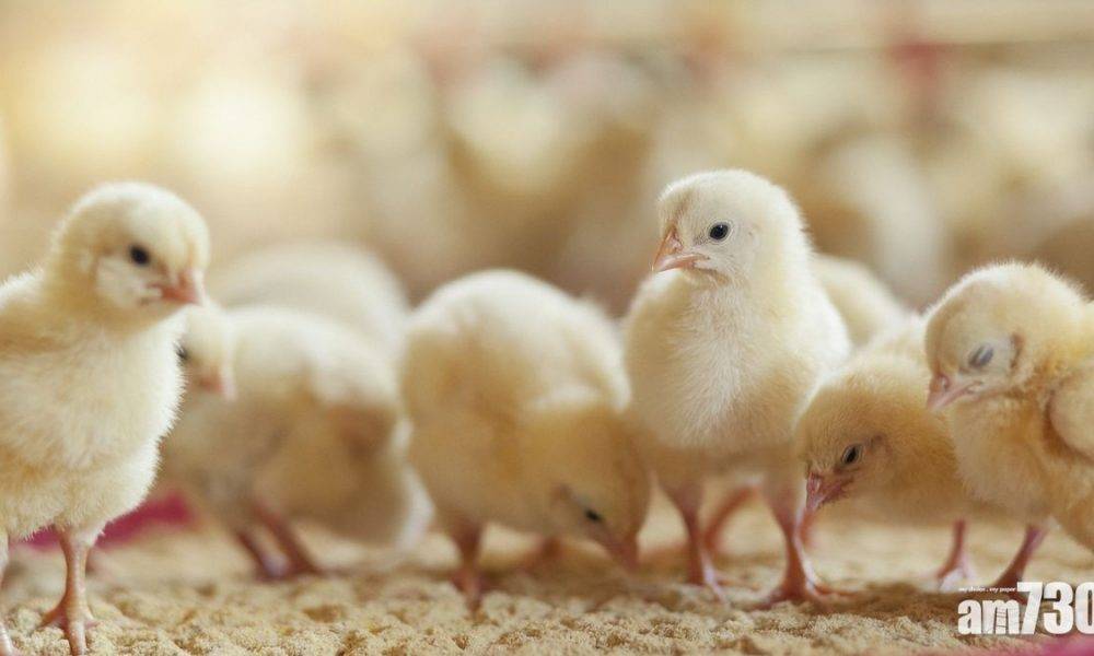  法國明年起禁止擠壓或以氣體殺雄性小雞