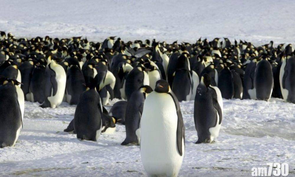  全球暖化｜研究：若海冰持續融化 到2100年南極皇帝企鵝恐瀕臨滅絕