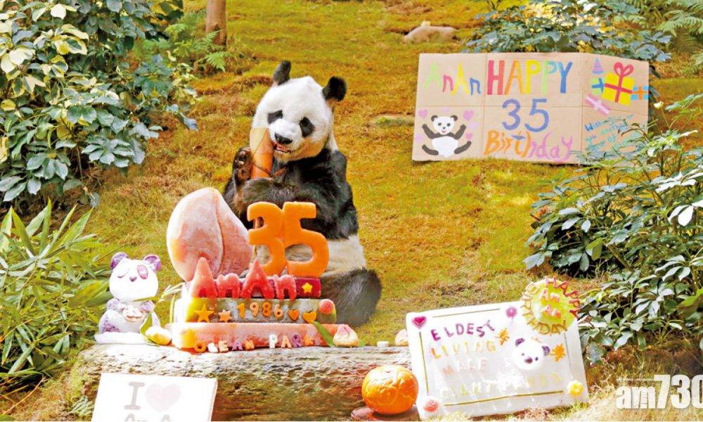  大熊貓盈盈上月底有妊娠徵狀 安安踏入35歲