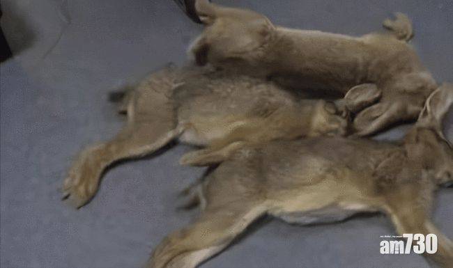  武漢兩男慶生想食野味 獵殺3隻野兔被判刑