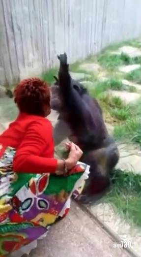  另類人獸戀｜隔住玻璃錫錫 比利時女子與黑猩猩「談戀愛」遭動物園禁足
