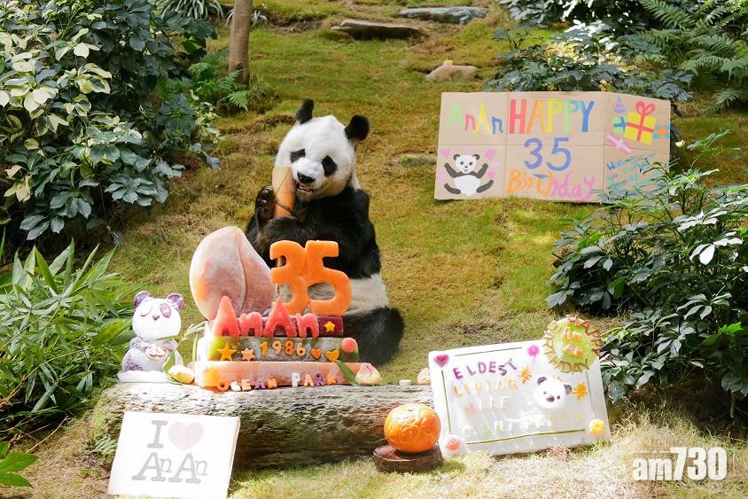  生日快樂｜安安本月35歲生日　成全球最高齡人工飼養雄性大熊貓
