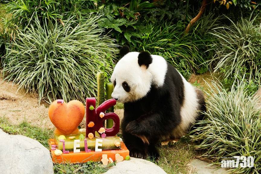  生日快樂｜安安本月35歲生日　成全球最高齡人工飼養雄性大熊貓