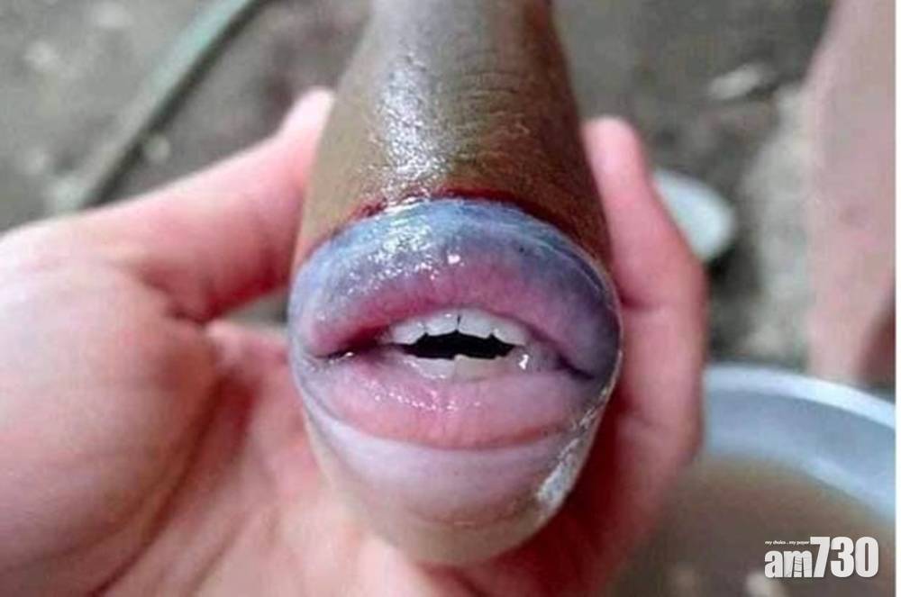 千奇百趣｜怪魚長有「人類牙齒」 美漢捕獲拍照嚇親網民