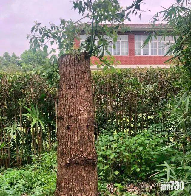  網上熱話｜上海男斬自己棵樹被罰款14萬 網民斥離譜