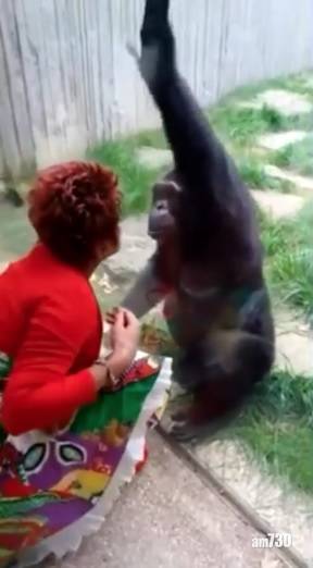 另類人獸戀｜隔住玻璃錫錫  比利時女子與黑猩猩「談戀愛」遭動物園禁足