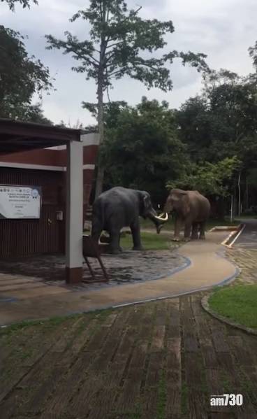 有片｜泰國大象「呷醋」  竟然咁對一座死氣沉沉的象雕塑？