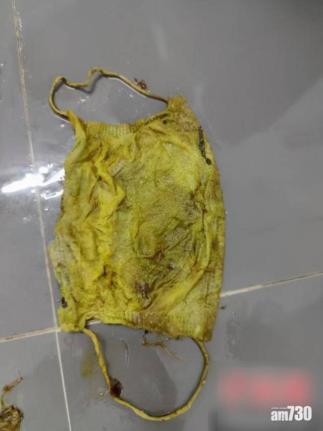  海龜誤食3公斤膠袋口罩 腸道壞死身亡