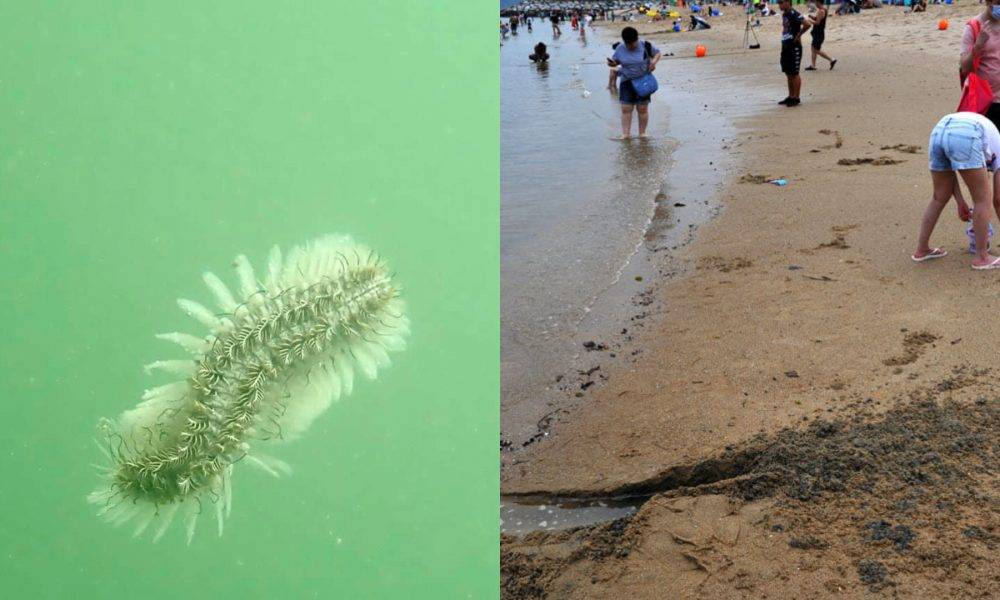  沙灘有毒｜龍尾泳灘驚現黑沙毒物　學者提醒皮膚敏感勿挖沙