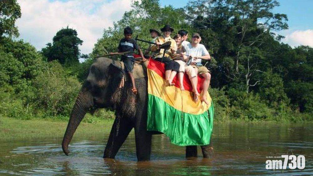  保護動物｜斯里蘭卡新法例推大象「勞工法」禁「酒駕大象」