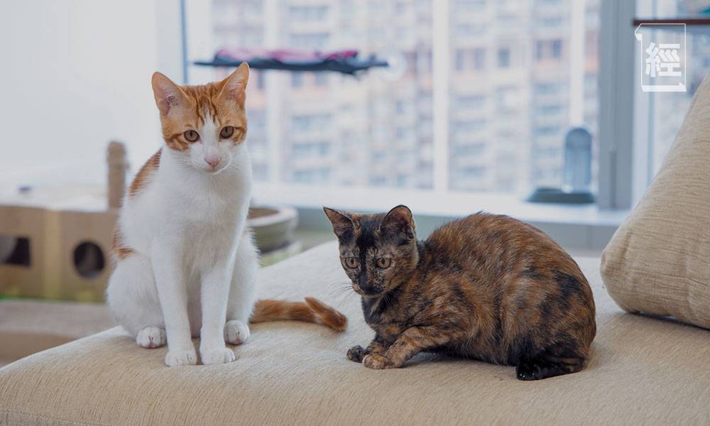  Yedpay有員工建議養貓，於是收養兩隻流浪貓，由員工輪流照顧。