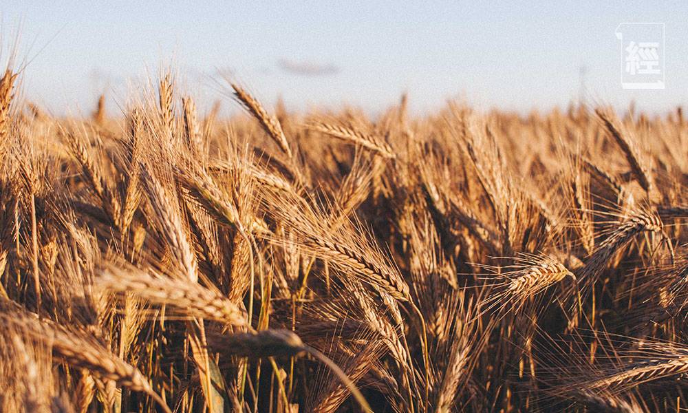印度禁小麥出口 趁供應緊張買貨｜葉佩蘭