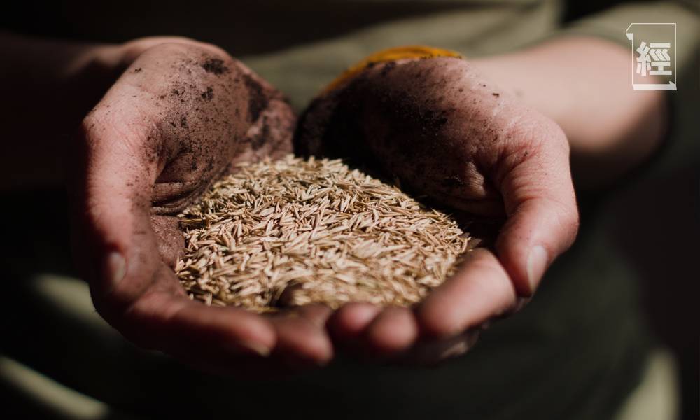 印度禁小麥出口 趁供應緊張買貨 