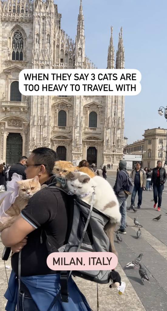 律師 貓 米蘭大教堂，廣場外很多白鴿，但貓貓依然氣定神閒。