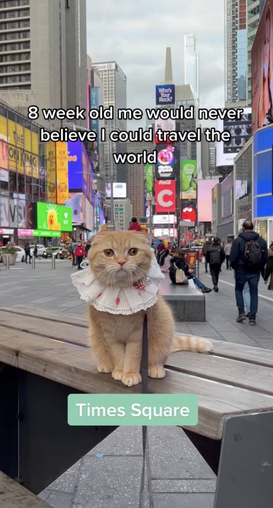 律師 貓 紐約時代廣場，件衫好襯貓貓。