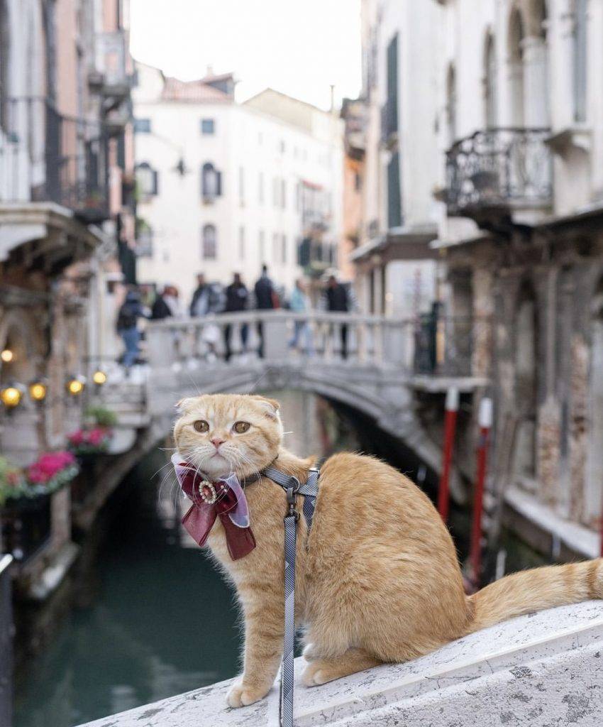 律師 貓 不止人類對威尼斯著迷，連Dan的貓兒也喜歡那裏的運河。