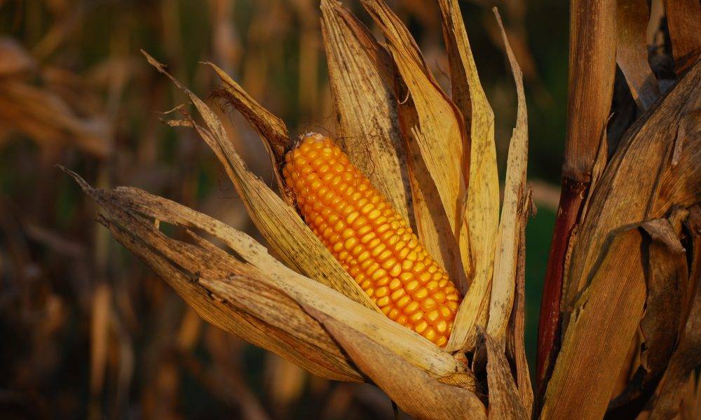 內地買家取消訂單 CBOT玉米繼續跌