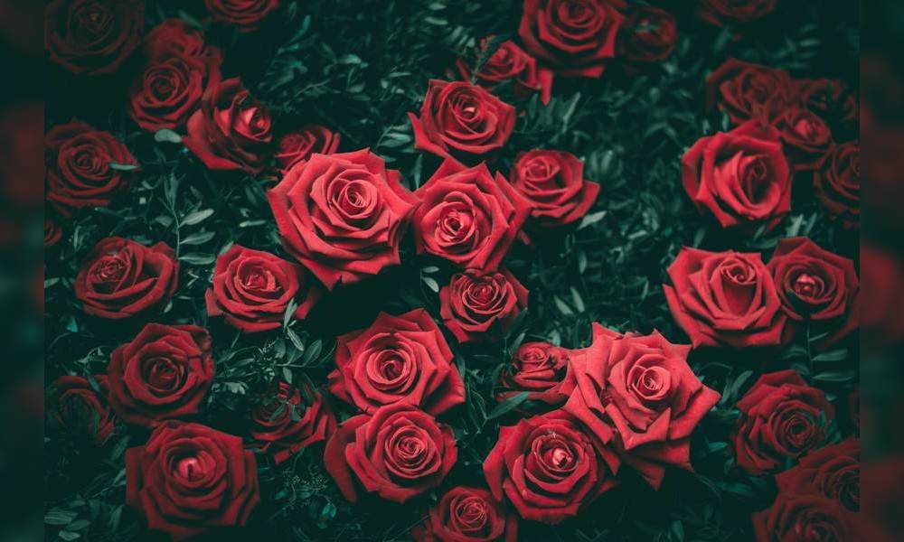 情人節送花｜送玫瑰花前先了解花語 女朋友收花更浪漫！