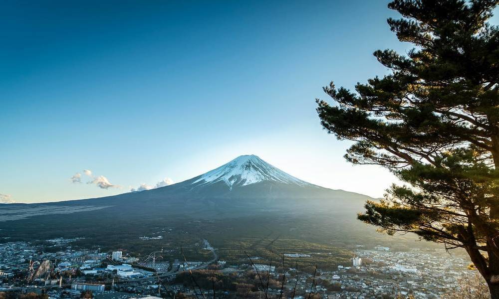 嫌看不見富士山！日本中資酒店擅闖鄰居家狂斬+毒殺53棵樹！