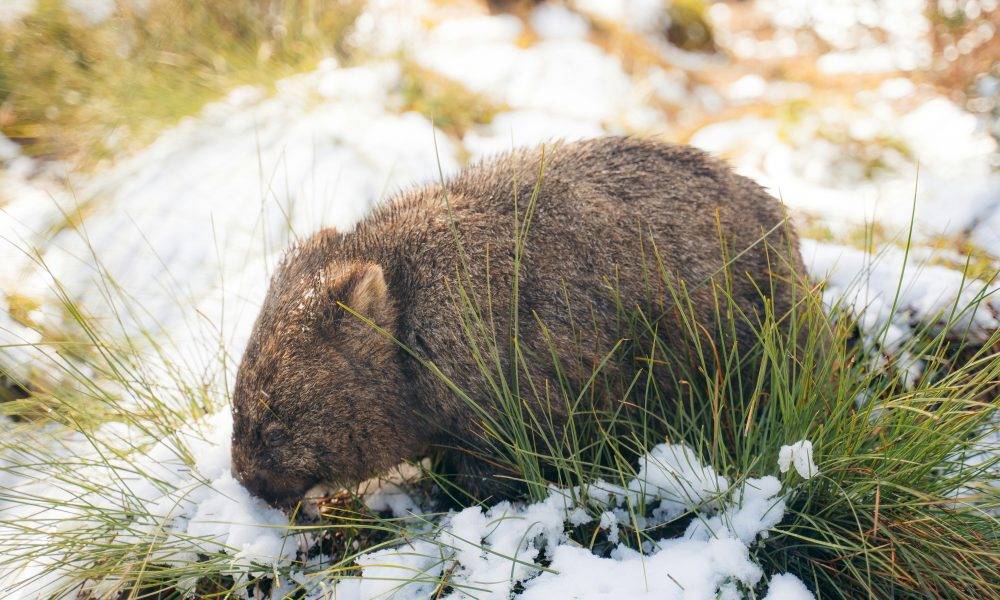 澳洲請冬季袋熊散步員　返工僅需做3件事　1個福利超吸引！