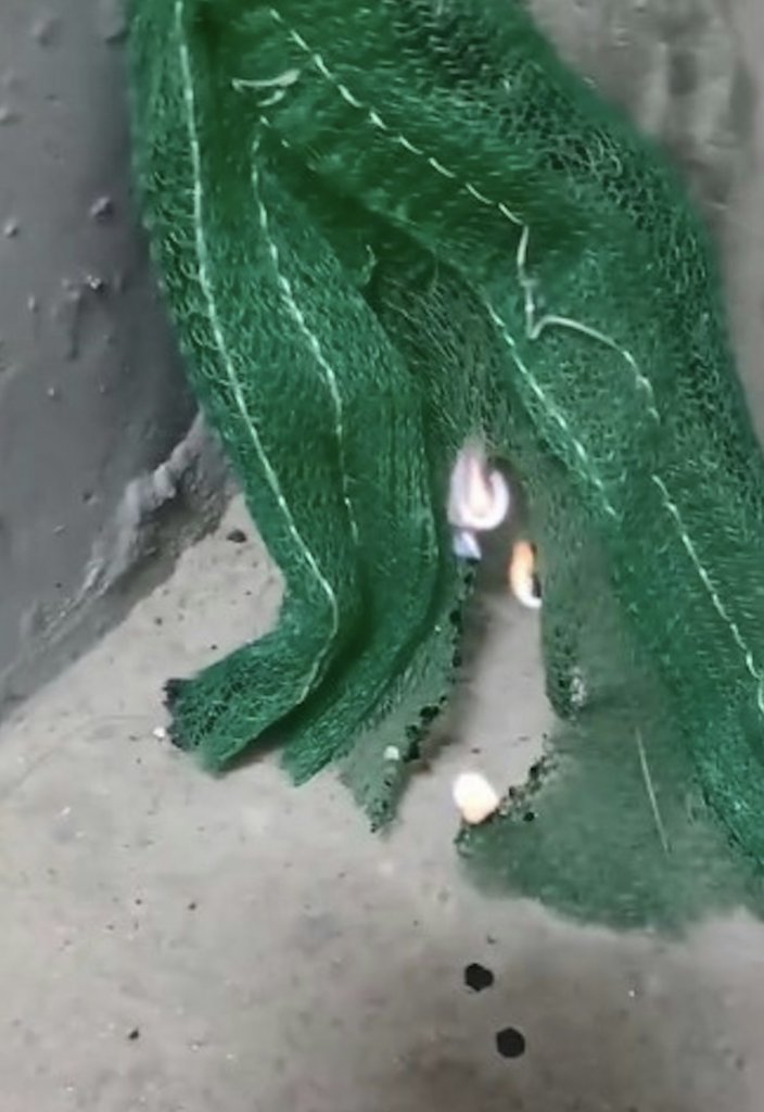 大埔 宏福苑 (圖片來源:Threads)