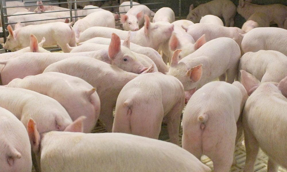 中國豬王勇闖港交所！牧原食品IPO集資117億、完成A+H雙平台最後拼圖 「智能養豬專家」如何擠身世界頂流？