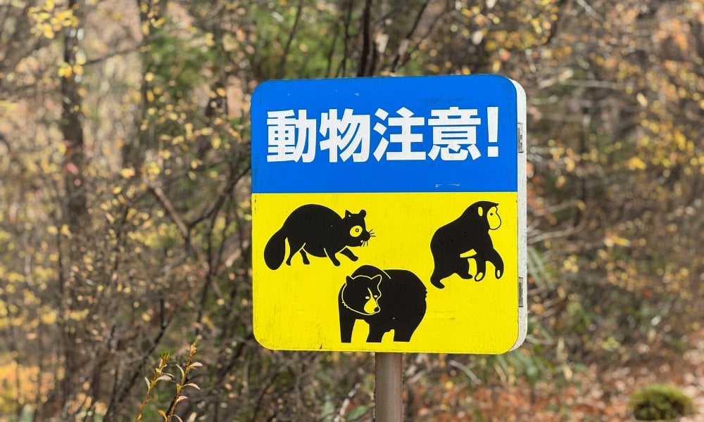 日本衍生「熊出沒經濟」！全國撲殺9,765頭熊、熊患產業鏈帶旺肉店生意：小眾食材意外轉型高級料理