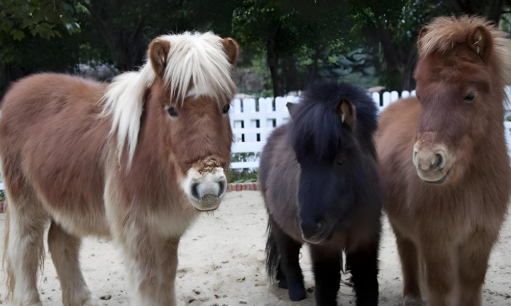 「馬界哥基」矮腳馬應市爆紅！商家淡化細節標榜容易養、內地民眾一窩蜂做馬主？ 馬主揭示附帶隱性成本陷阱