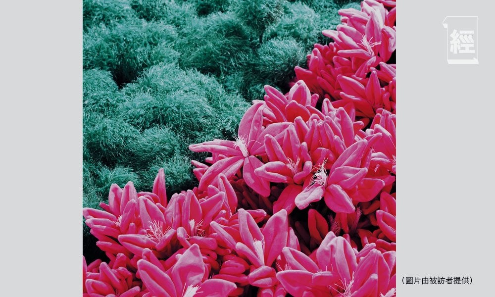 春回大地 花花商機處處 (圖片來源:資料圖片)