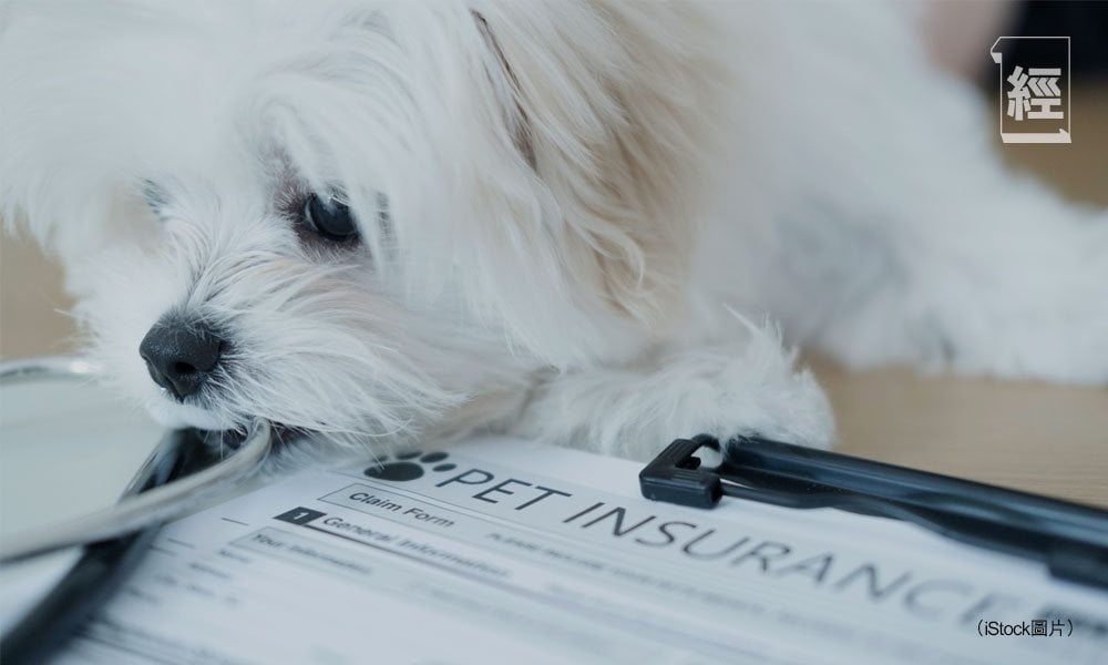 毛孩醫療開支難料 揀性價比高寵物保險竅門
