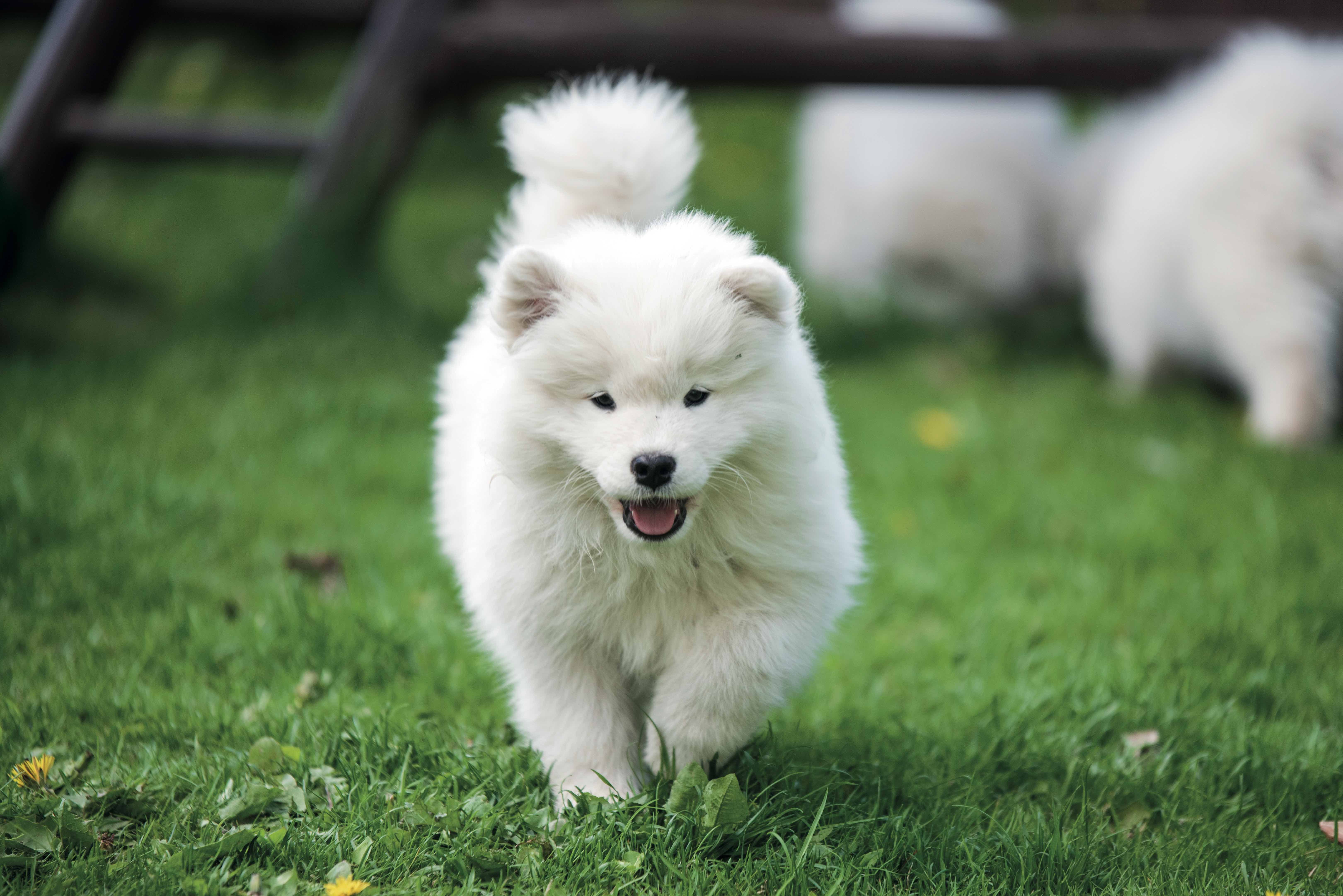 Can Taylor Swift Turn the Samoyed Into the Next Frenchie?－By Allie Jones, WSJ